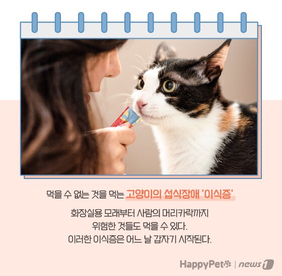 본문 이미지 -  고양이 이식증 펫카드 ⓒ 뉴스1