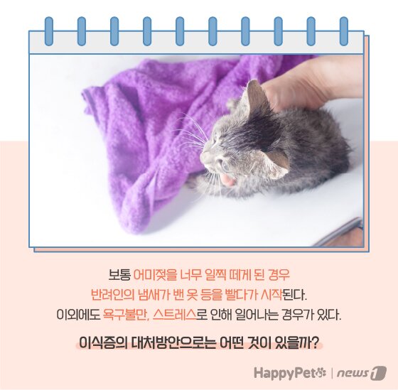 본문 이미지 -  고양이 이식증 펫카드 ⓒ 뉴스1