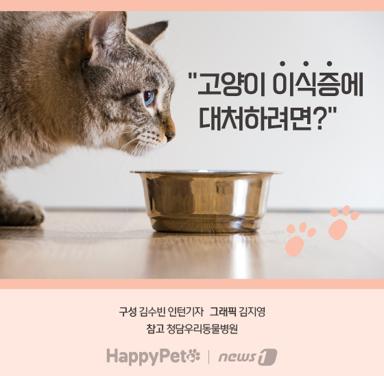  고양이 이식증 펫카드 © 뉴스1