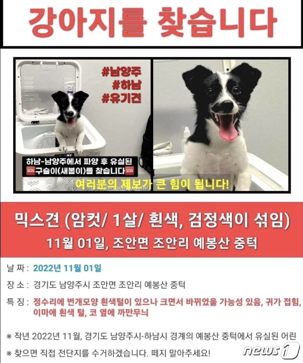 본문 이미지 - 구슬이를 찾는 전단지(독드림 제공) ⓒ 뉴스1