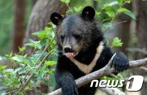 반달가슴곰 짝짓기 시작…마주치면 등 보이지 말고 뒷걸음질
