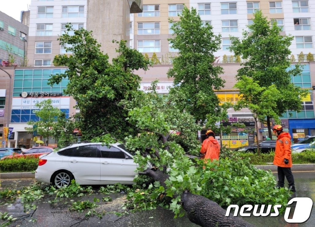 본문 이미지 - 6일 오전 11시17분쯤 대구 수성구 범어동 도로변에서 강풍에 쓰러진 가로수가 차량을 덮쳐 119구조대원들이 제거 작업을 하고 있다.(대구소방본부 제공) 2023.5.6/뉴스1 ⓒ News1 김종엽 기자