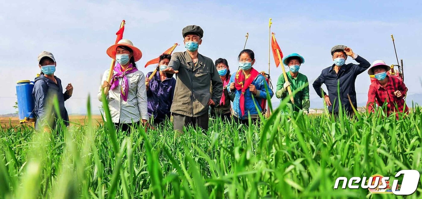 본문 이미지 - (평양 노동신문=뉴스1) = 북한 노동당 기관지 노동신문은 7일 "당이 제시한 알곡목표 점령을 위해 신심높이 떨쳐나섰다"며 함경남도 금야군 백동농장을 소개했다. 주민들이 마스크를 쓰고 농사일에 나서고 있다. [국내에서만 사용가능. 재배포 금지. DB 금지. For Use Only in the Republic of Korea. Redistribution Prohibited] rodongphoto@news1.kr