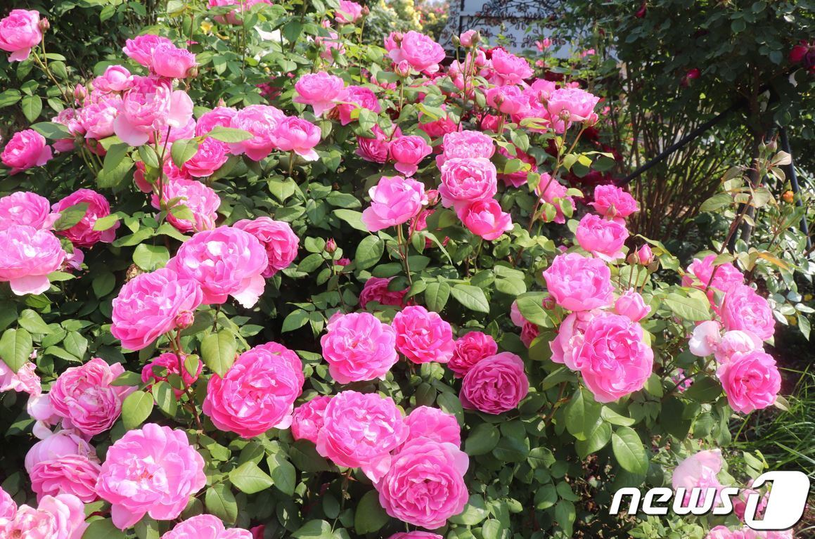 본문 이미지 - 퍼퓸 에버스케이프 품종(에버랜드 제공)