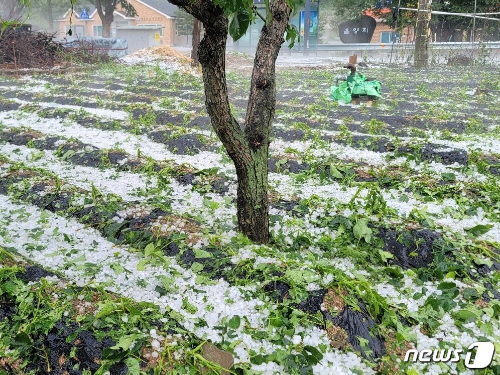본문 이미지 - 충주 동량면 장선마을은 전날 내린 우박으로 밭작물 전체가 피해를 봤다.(독자 제공)2023.6.12/뉴스1 