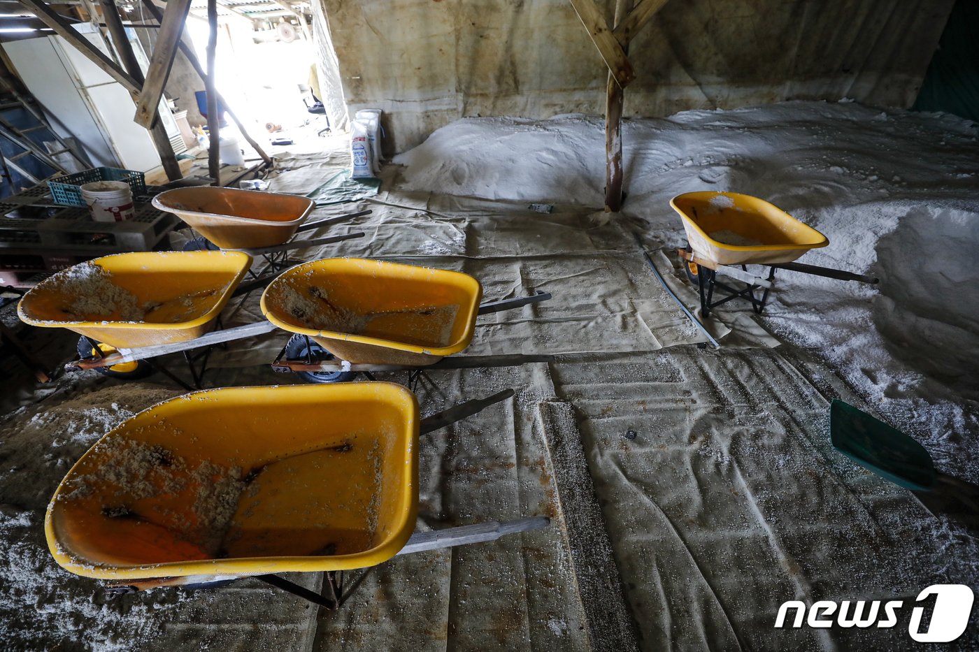 본문 이미지 - 천일염 가격이 급등하고 있다. 최근 잦은 비로 인한 생산량 감소와 후쿠시마 원전 오염수 방류를 앞두고 일부 사재기에 나서면서 가격이 오른 것으로 분석된다. 사진은 12일 경기 화성시 공생염전 소금창고의 모습. 2023.6.12/뉴스1 ⓒ News1 김도우 기자