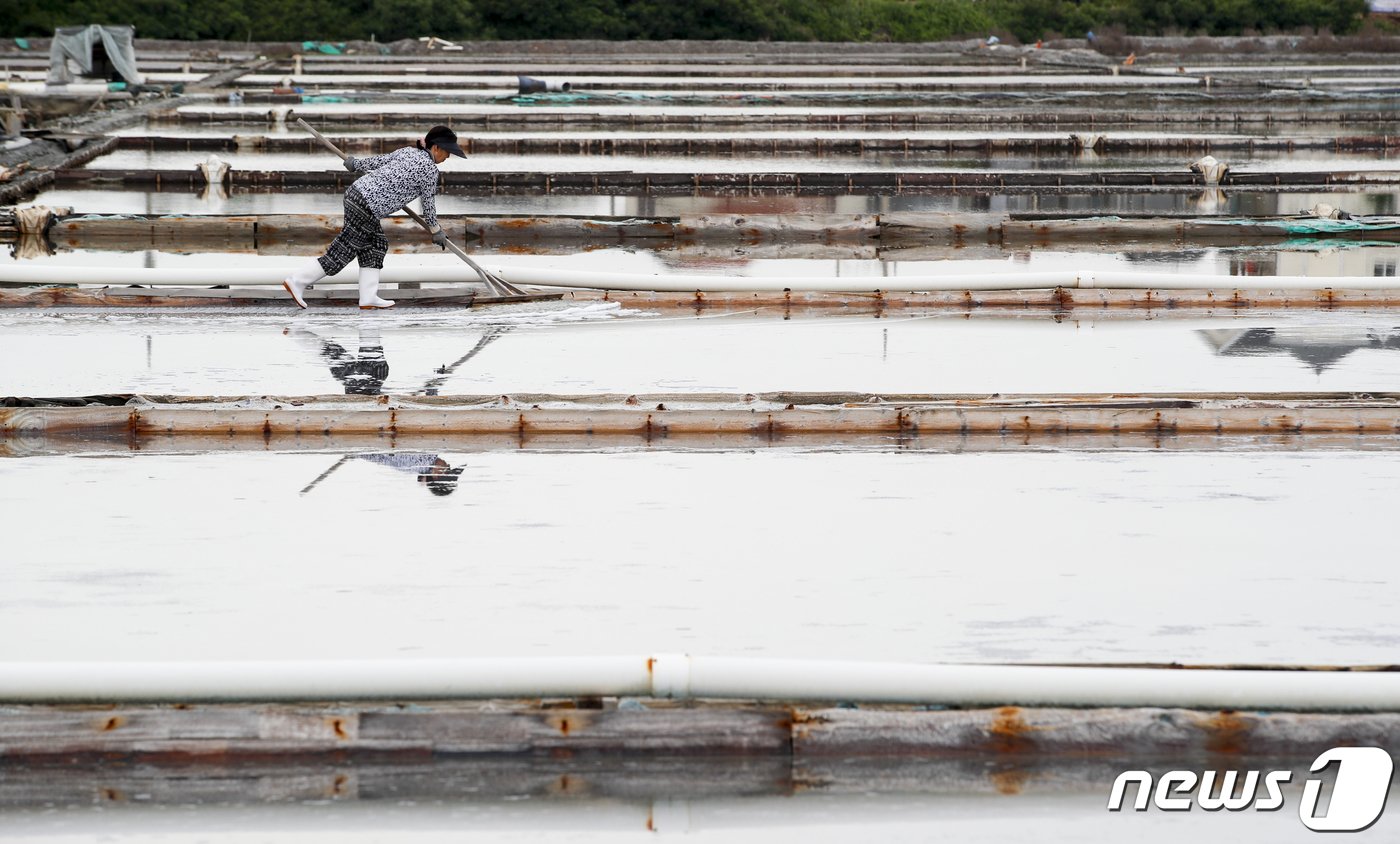 본문 이미지 - 사진은 12일 경기 안산시 동주염전에서 염부들이 천일염을 수확하는 모습. 2023.6.12/뉴스1 ⓒ News1 김도우 기자
