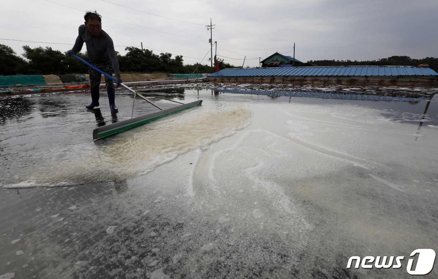 본문 이미지 - 사진은 12일 경기 안산시 동주염전에서 염부들이 천일염을 수확하는 모습. 2023.6.12/뉴스1 ⓒ News1 김도우 기자