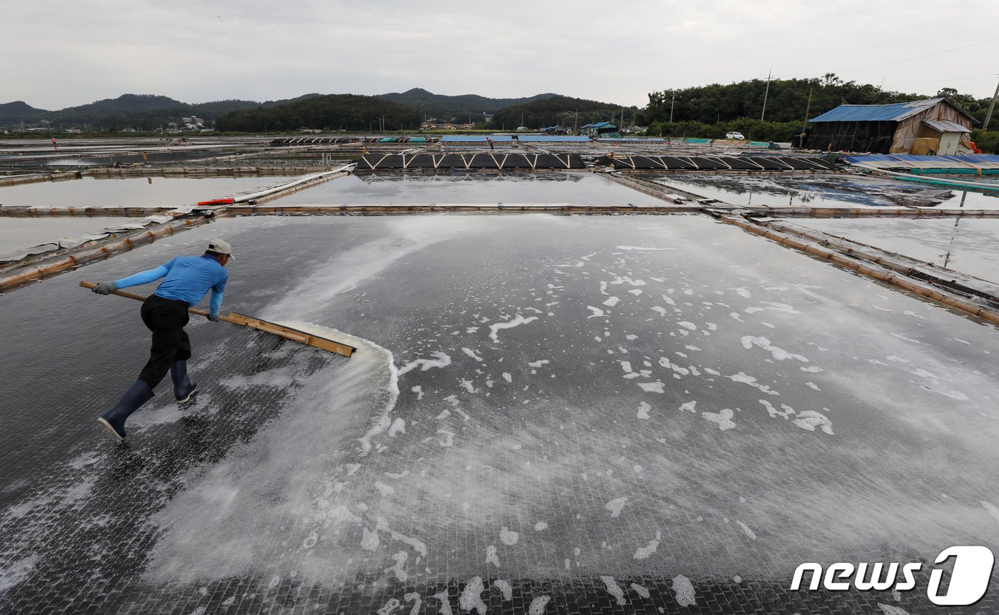 본문 이미지 - 사진은 12일 경기 안산시 동주염전에서 염부들이 천일염을 수확하는 모습. 2023.6.12/뉴스1 ⓒ News1 김도우 기자