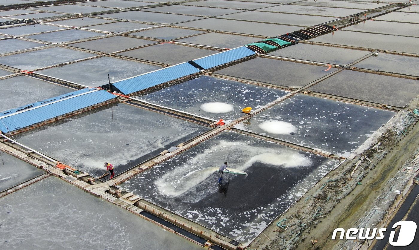 본문 이미지 - 사진은 12일 경기 안산시 동주염전에서 염부들이 천일염을 수확하는 모습. 2023.6.12/뉴스1 ⓒ News1 김도우 기자