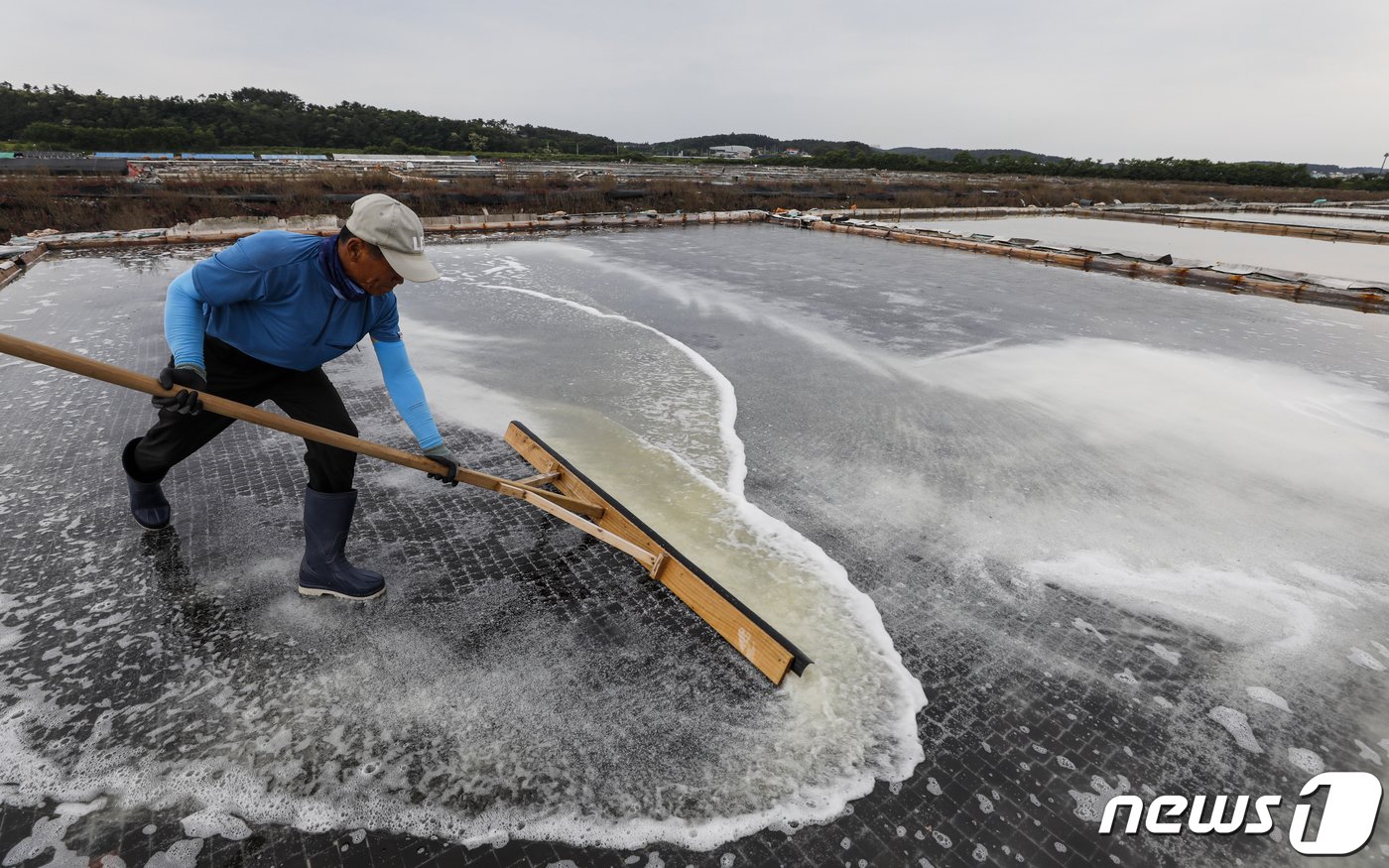 본문 이미지 - 사진은 12일 경기 안산시 동주염전에서 염부들이 천일염을 수확하는 모습. 2023.6.12/뉴스1 ⓒ News1 김도우 기자