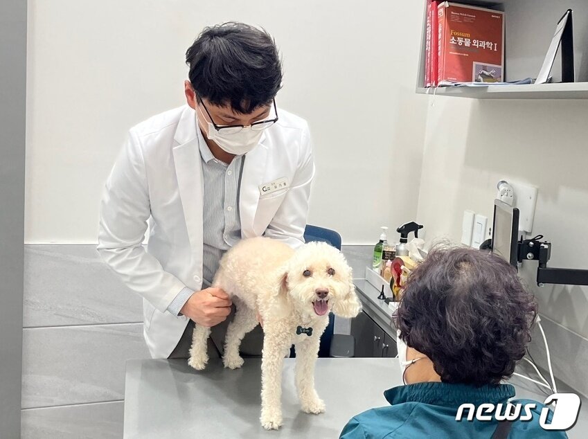 본문 이미지 - 슬개골 탈구와 십자인대 파열로 치료를 받고 있는 강아지(굿케어동물의료센터 제공) ⓒ 뉴스1