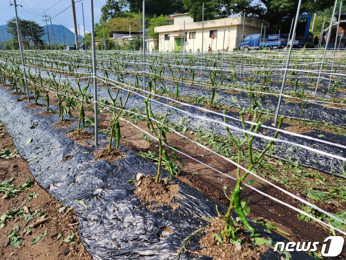 본문 이미지 - 강원 원주 우박 피해 현장.(원주시 제공)