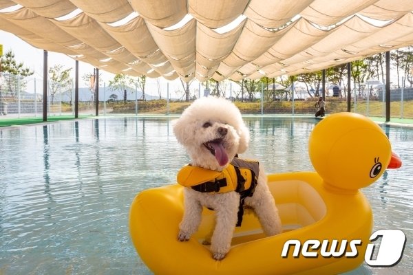 의성펫월드 반려견 전용 수영장에서 튜브를 타는 반려견&#40;한국관광공사 제공&#41;