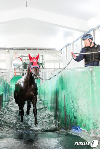 본문 이미지 -  말 수영 훈련 모습&#40;한국마사회 제공&#41;  