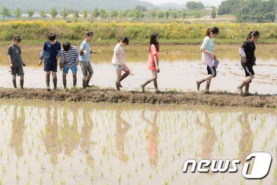 지난해 영광 묘량중앙초 아이들이 손모내기를 끝내고 돌아오고 있다. (묘량중앙초 제공) /뉴스1 © News1 