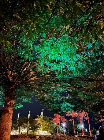 본문 이미지 - 반딧불이를 연상케 하는 LED 조명ⓒ News1 윤슬빈 기자