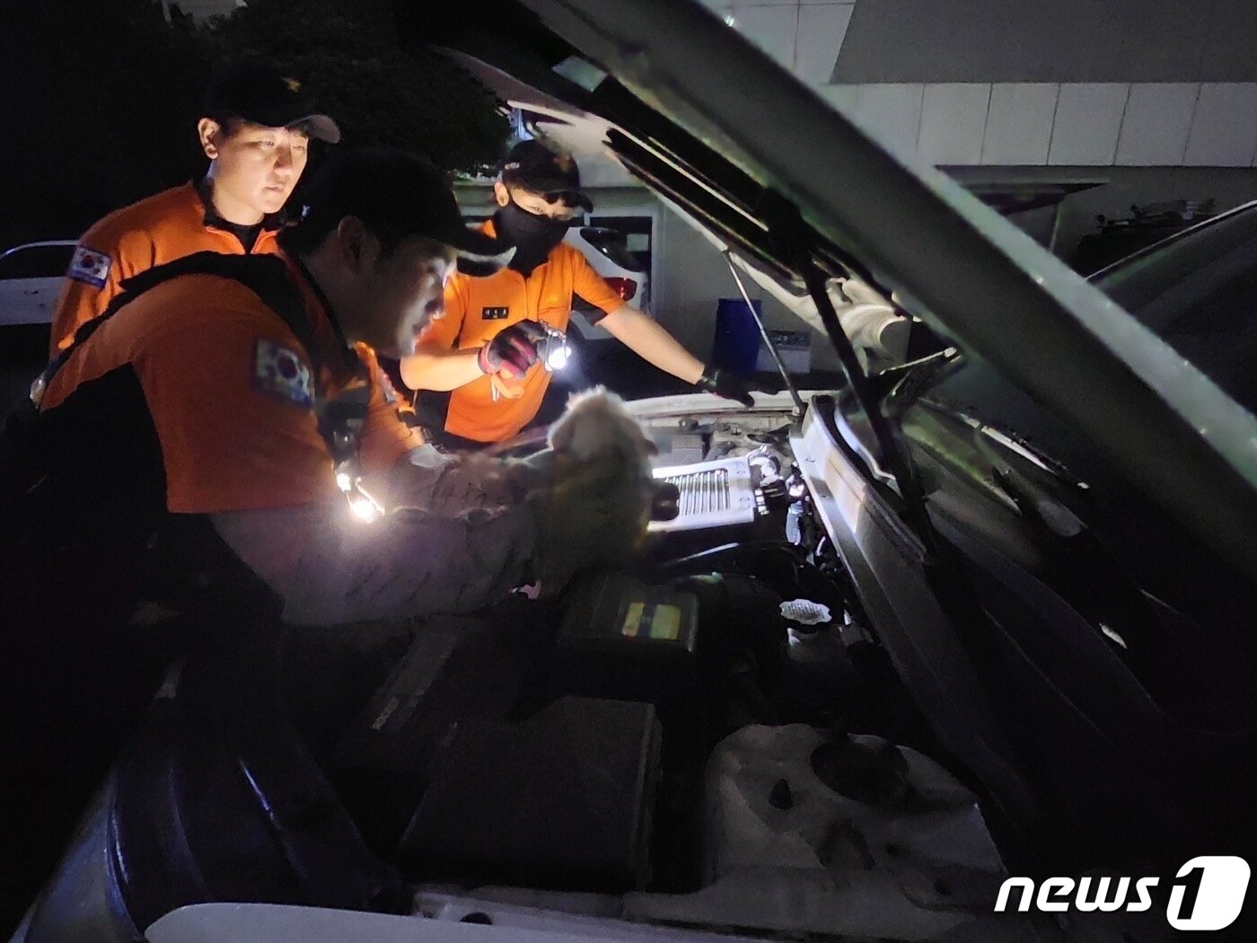 본문 이미지 - 1일 오후 8시10분쯤 전남 여수시 웅천동 새마을금고 주변에 정차된 승용차 엔진룸에 갇힌 아기 길고양이를 구급대원들이 포획하고 있다.(여수소방서 제공)2023.6.2/뉴스1