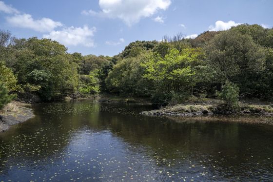 제주도, 16년간 축구장 770개 규모 '곶자왈' 매입