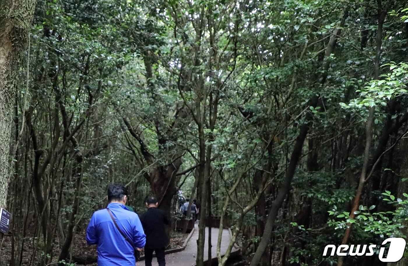본문 이미지 - 제주 곶자왈 숲길. 곶자왈은 제주도 화산활동 중 분출한 용암류가 만들어낸 불규칙한 암괴지대로 숲과 덤불 등 다양한 식생을 이루는 곳이다/뉴스1 ⓒ News1 ⓒ News1 고동명 기자