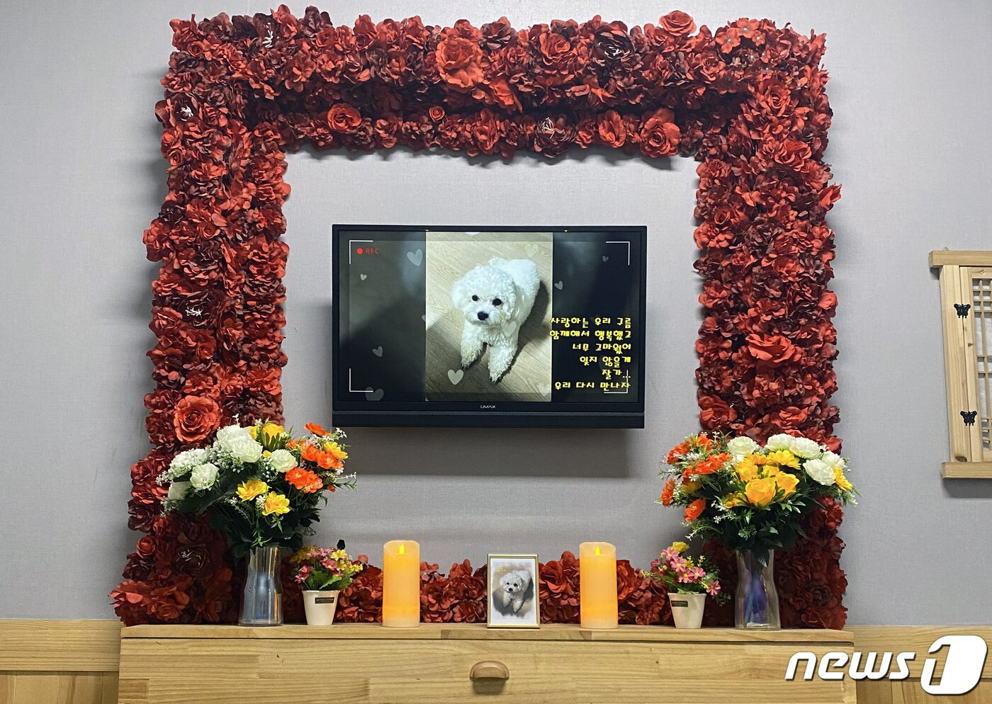 본문 이미지 - 개물림 사고로 죽은 '구름이'의 모습(독자제공) / 뉴스1