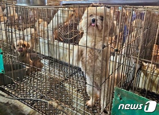 동물보호단체들은 18일 남양주시 한 불법 번식장에서 강아지, 고양이 300여마리를 구조했다.(위액트 인스타그램) © 뉴스1