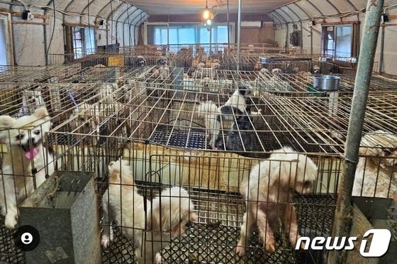 동물보호단체들은 18일 남양주시 한 불법 번식장에서 강아지, 고양이 300여마리를 구조했다.(위액트 인스타그램) © 뉴스1