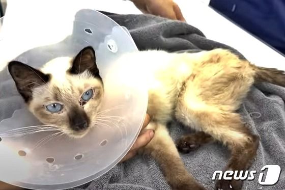 남양주시 한 불법 번식장에서 구조된 고양이가 동물병원에서 치료를 받고 있다.(나비야사랑해 유튜브) © 뉴스1