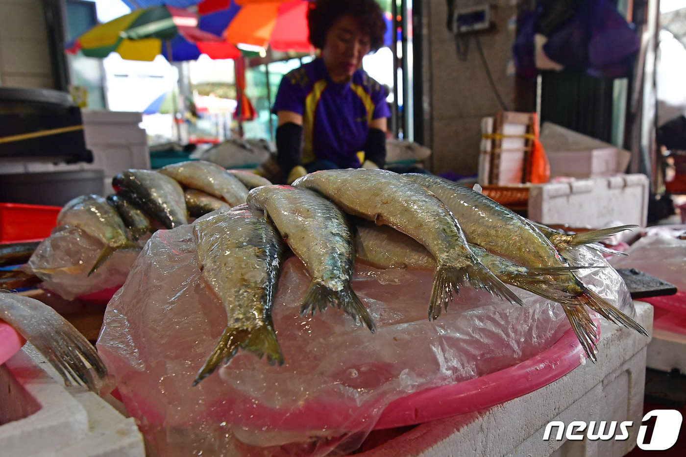 (포항=뉴스1) 최창호 기자 = 22일 오전 경북 포항시 죽도어시장에서 상인들이 생선 신선도를 유지를 위해 얼음 방석을 만들어 사용하고 있다.2023.6.22/뉴스1
