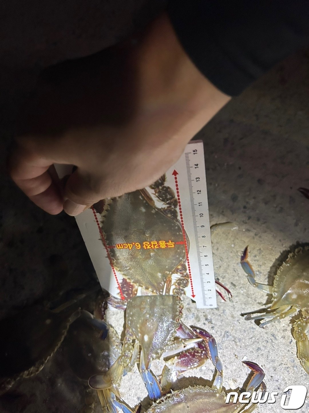 본문 이미지 - 금지된 뜰채 등을 이용한 체장 미달(6.4cm 이하)의 어린 꽃게 단속 모습.(태안해경 제공)/뉴스1