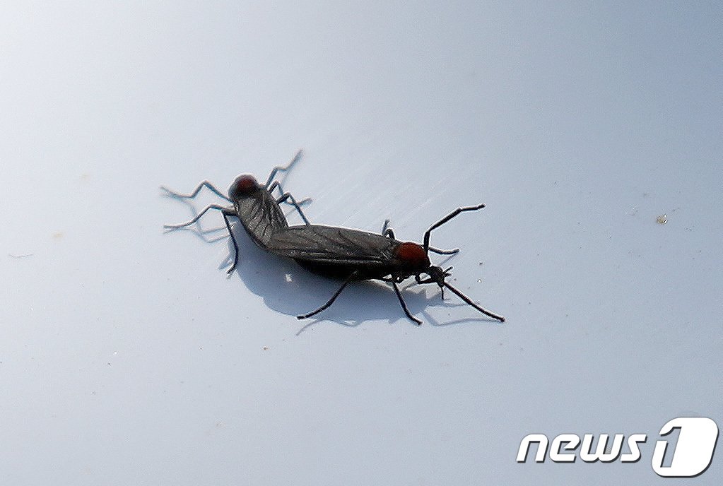 지난해 여름 수도권 서북부 일대에서 기승을 부렸던 ‘러브버그’가 올해 다시 나타나면서 관련 민원이 즐가하고 있다. 2023.6.22/뉴스1 ⓒ News1 구윤성 기자