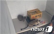 본문 이미지 - 제주소방안전본부 관계자가 전기레인지 화재 재현실험을 진행하고 있다.(제주소방안전본부 제공)2021.5.12