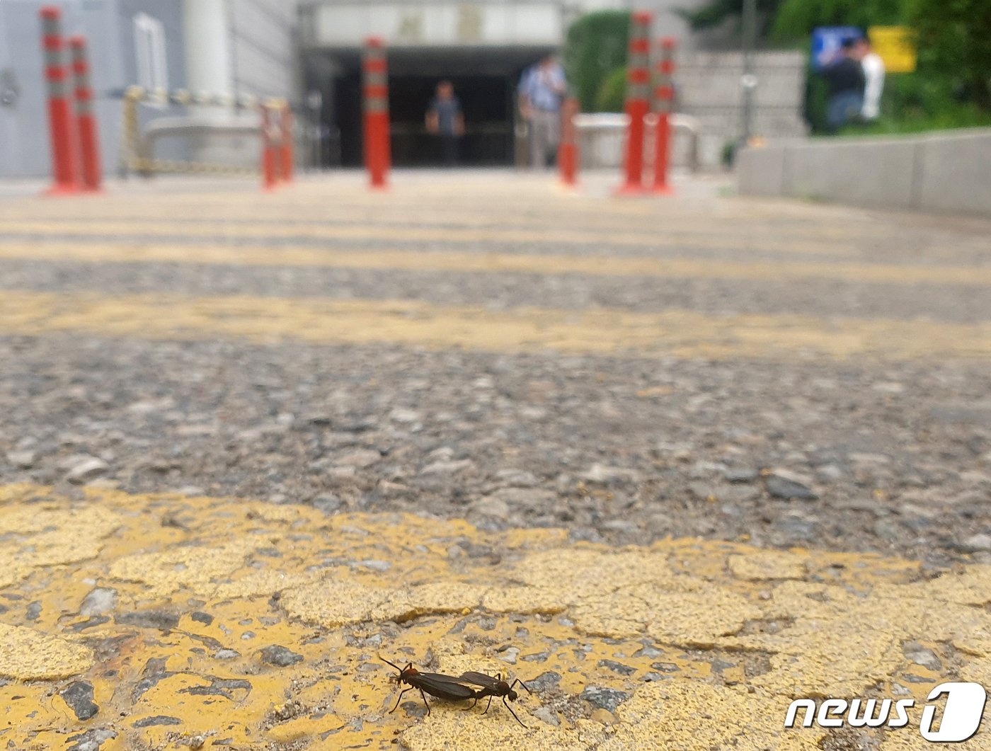 본문 이미지 - 서울 서초구 서울중앙지법 주차장에서 발견된 붉은등우단털파리 모습. 2023.6.23/뉴스1 ⓒ News1 장수영 기자