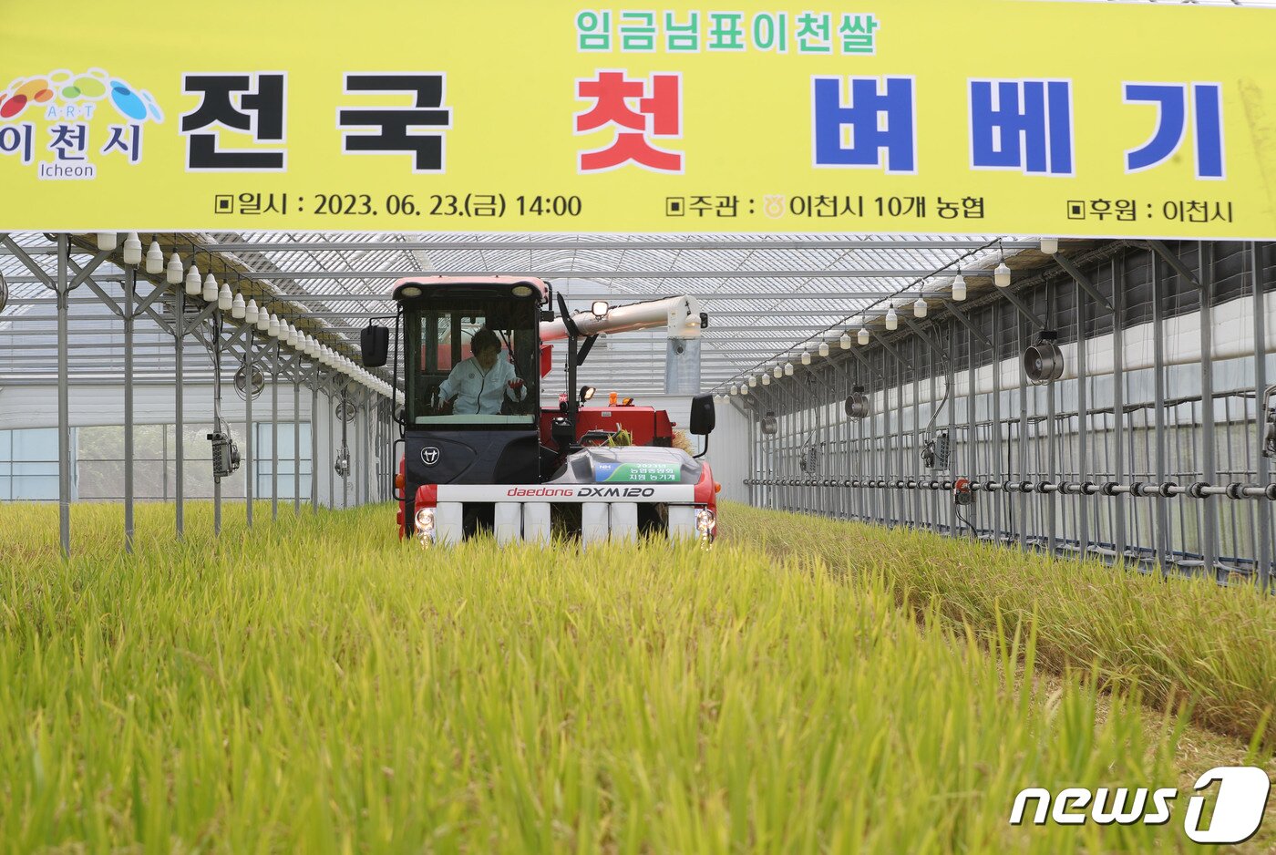 본문 이미지 - 김경희 이천시장이 23일 오후 경기 이천시 호법면의 한 비닐하우스에서 열린 임금님표 이천쌀 전국 첫 벼베기 행사에서 콤바인으로 벼를 수확하고 있다. 이번 행사는 지난 2월 15일 모내기한 지 128일 만에 수확했다. 2023.6.23/뉴스1 ⓒ News1 김영운 기자