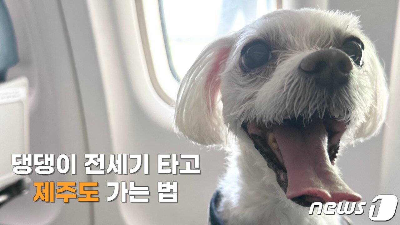 본문 이미지 - 댕댕이 전세기 2023.6.16/뉴스1 ⓒ News1 금준혁 기자