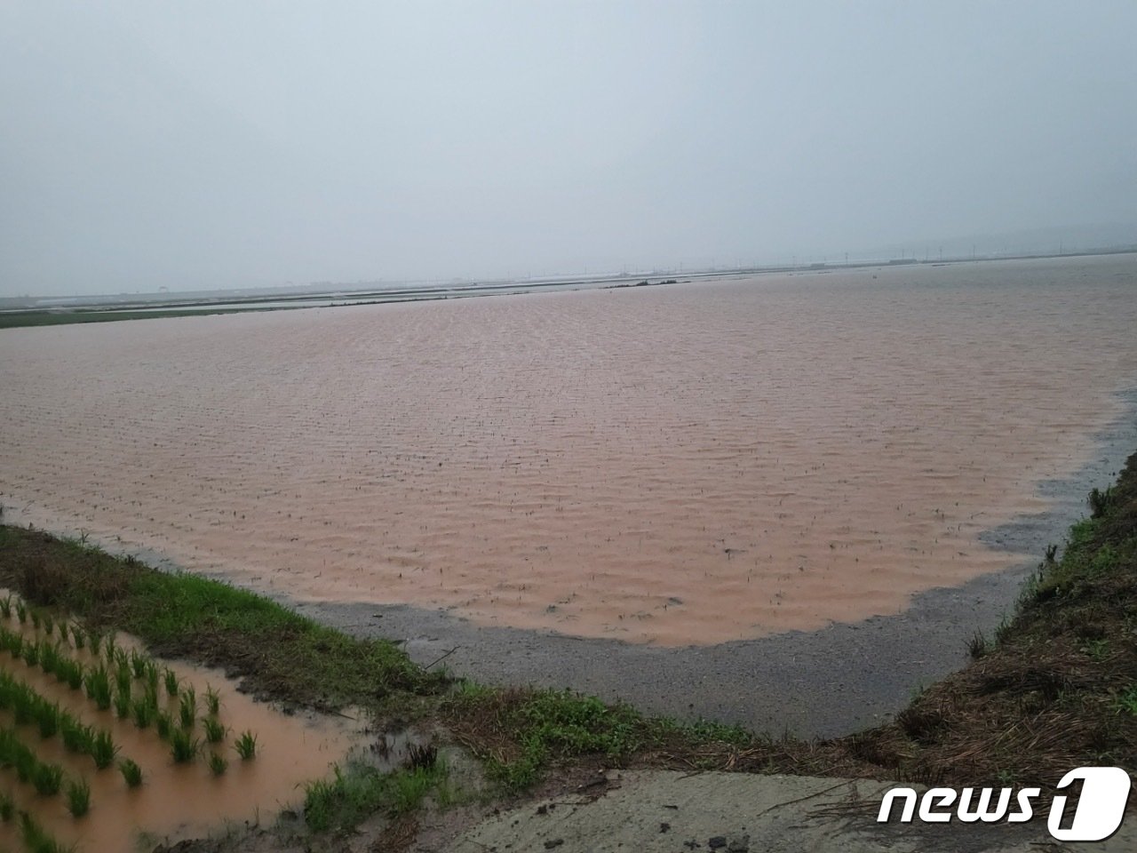 본문 이미지 - 밤 사이 내린 폭우로 28일 오전 전남 함평군의 농경지가 침수돼 있다.(전남도 제공) 2023.6.28/뉴스1 ⓒ News1 전원 기자