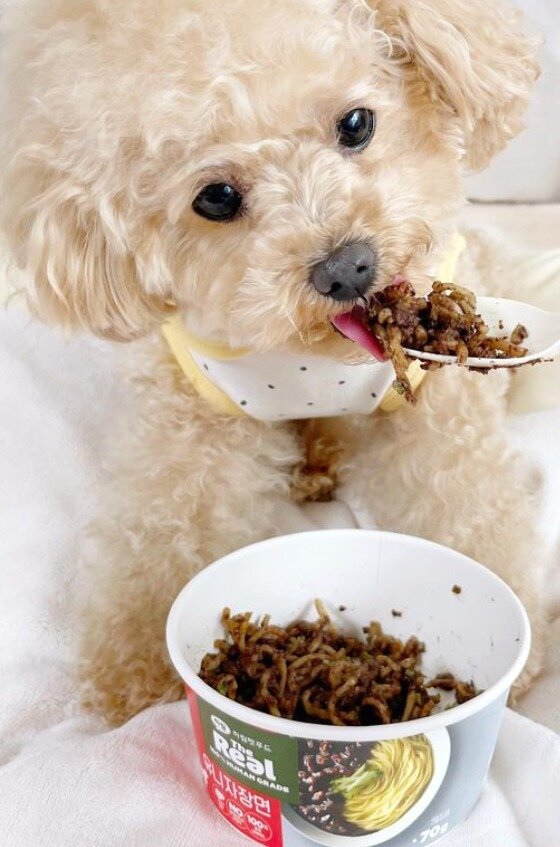 본문 이미지 - 반려견 토르(인스타그램 갈무리) ⓒ 뉴스1