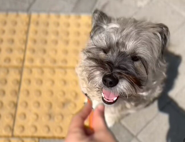 본문 이미지 - 반려견 달자(인스타그램 갈무리) ⓒ 뉴스1