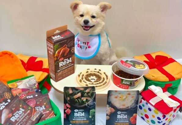 본문 이미지 - 반려견 뽀야(인스타그램 갈무리) ⓒ 뉴스1