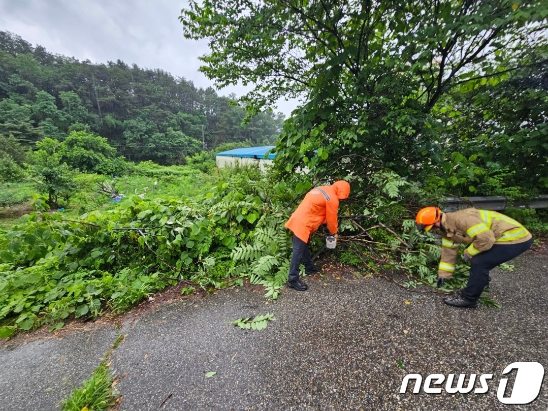 폭우로 인해 강원 원주시 소초면의 한 도로에 쓰러진 나무 제거하는 소방당국.&#40;강원도소방본부&#41;