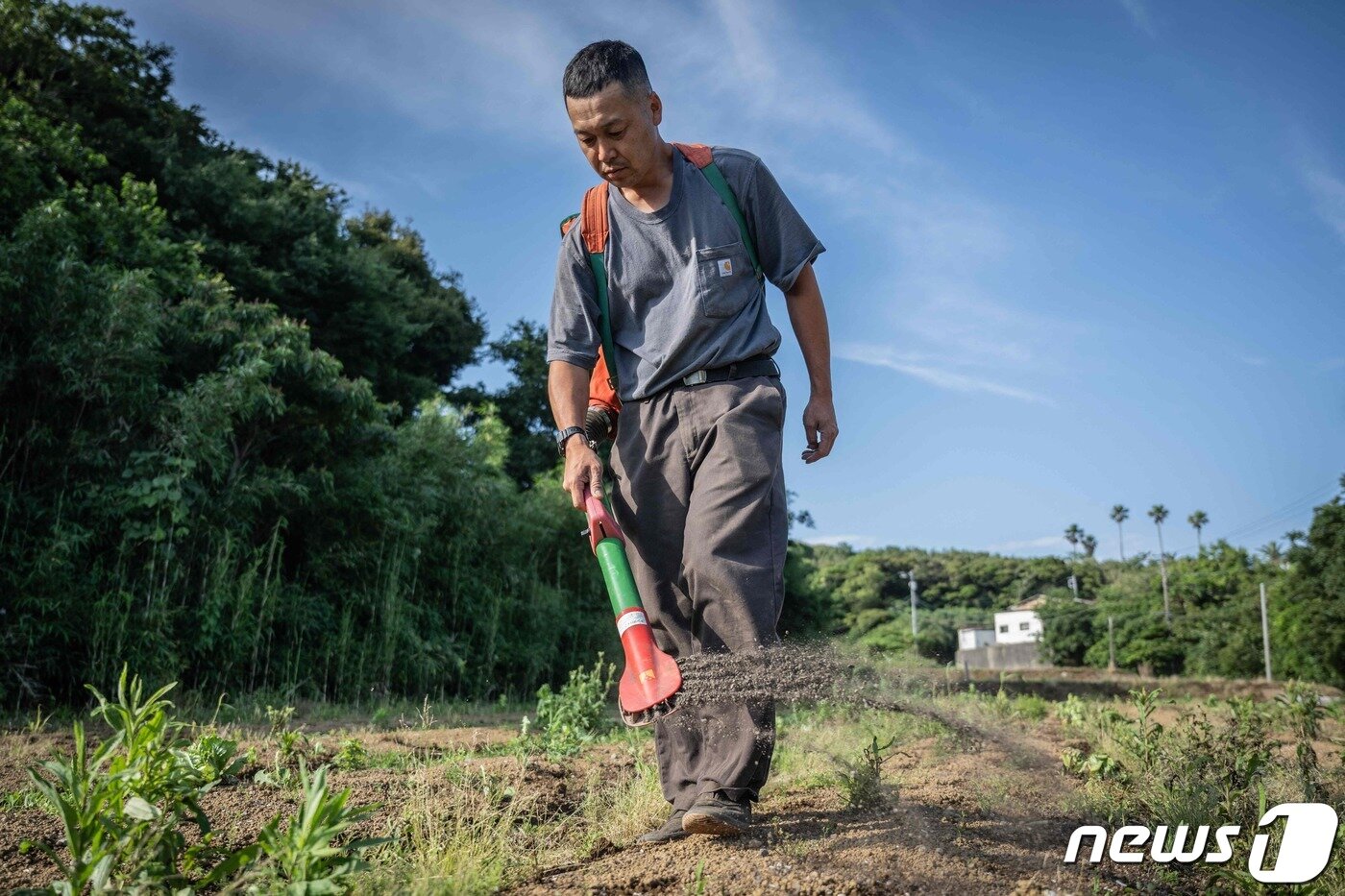 본문 이미지 - 13일 일본 가나가와현 요코스카시에서 상추를 키우는 농잔주 후지와라 노부요시 씨가 인분으로 만든 비료를 밭에 뿌리고 있다. 2023.06.13/ ⓒ AFP=뉴스1 ⓒ News1 권진영 기자