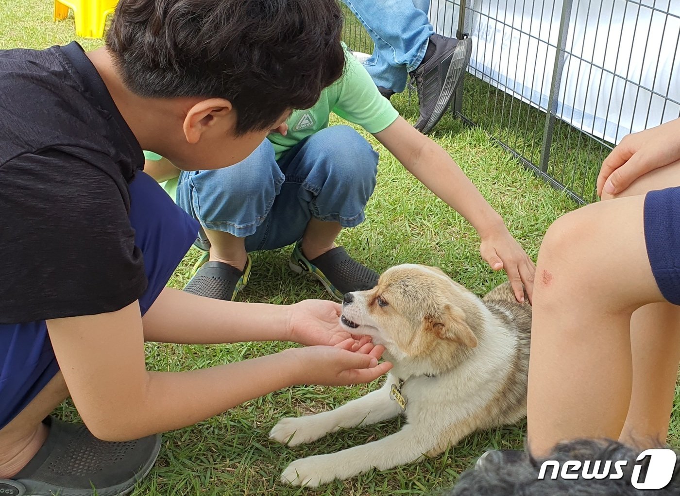 본문 이미지 - 경기도와 경기문화재단은 4일 옛 경기도청 팔달청사에서 &#39;또 하나의 가족, 2023 경기도 펫스타&#40;PETSTA&#41;&#39;를 개최했다.ⓒ 뉴스1 최서윤 기자