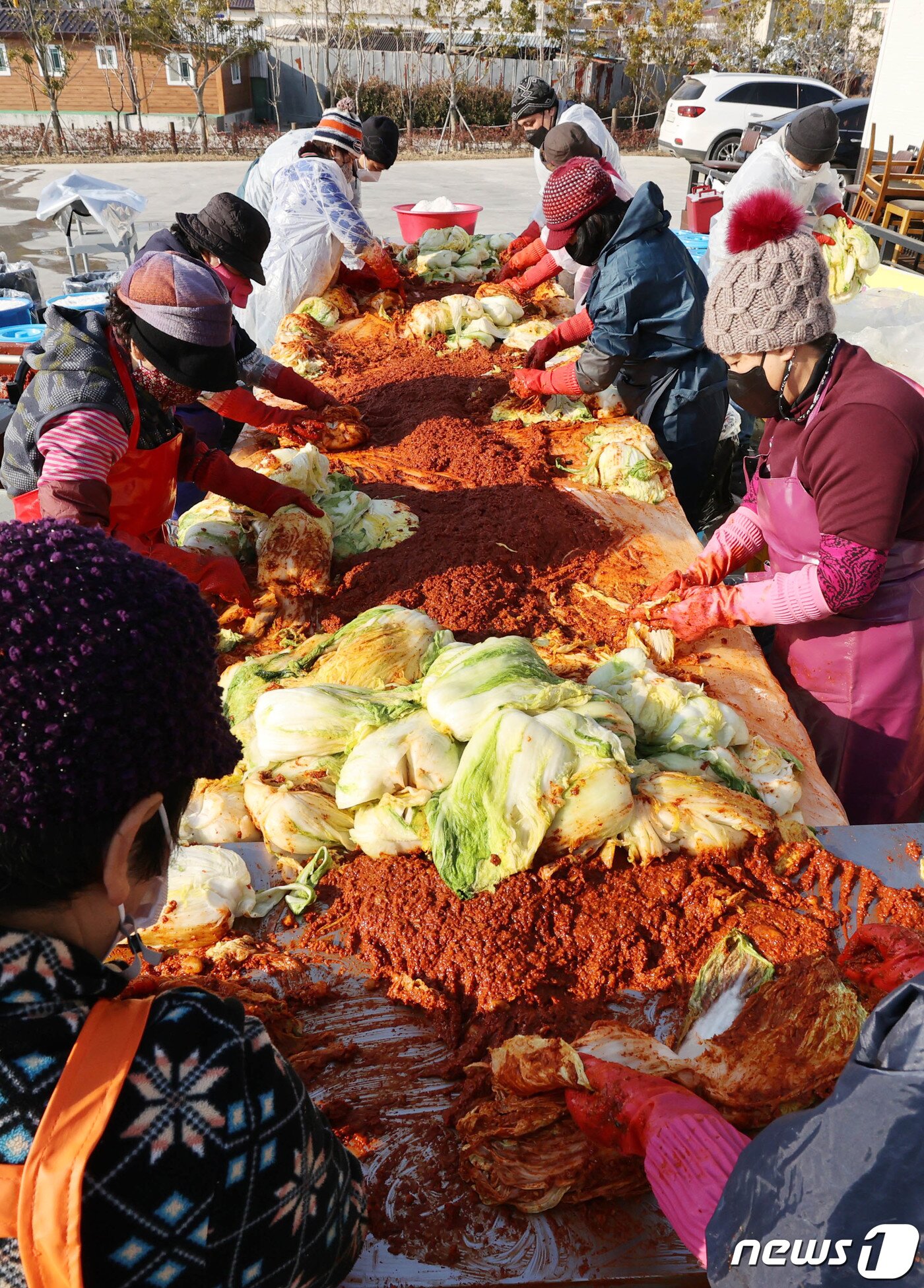 본문 이미지 - 강진 묵은지 ⓒ News1