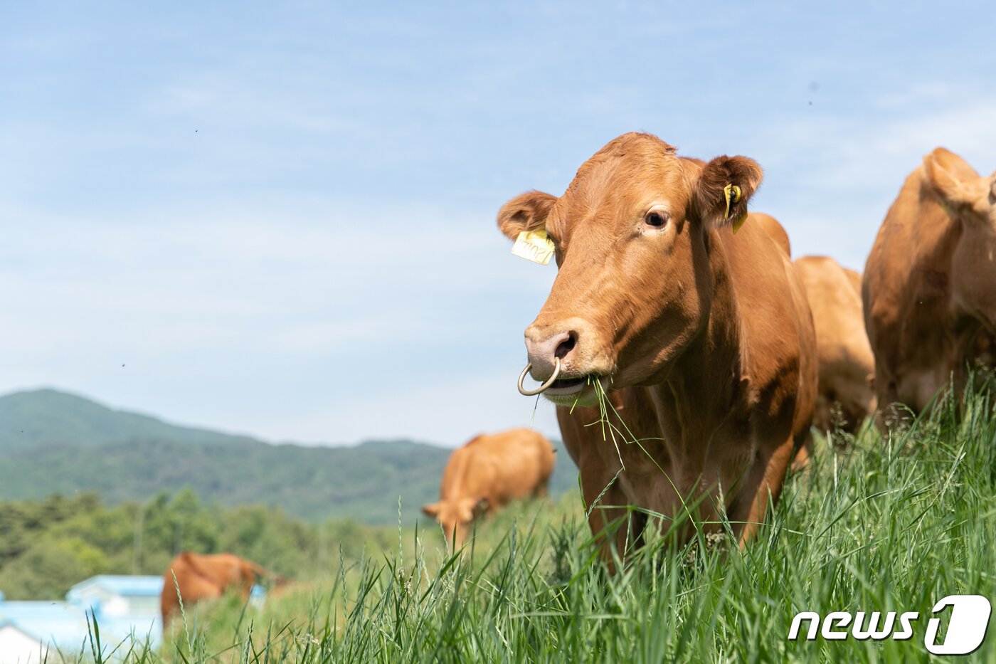 본문 이미지 - 5일 경기도 평창 농촌진흥청 국립축산과학원 한우연구소 초지에서 한우가 풀을 뜯고 있다. (농촌진흥청 제공) 2023.6.5/뉴스1