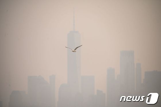 [사진] 캐나다 산불 연기 덮인 뉴욕 맨해튼 나는 갈매기