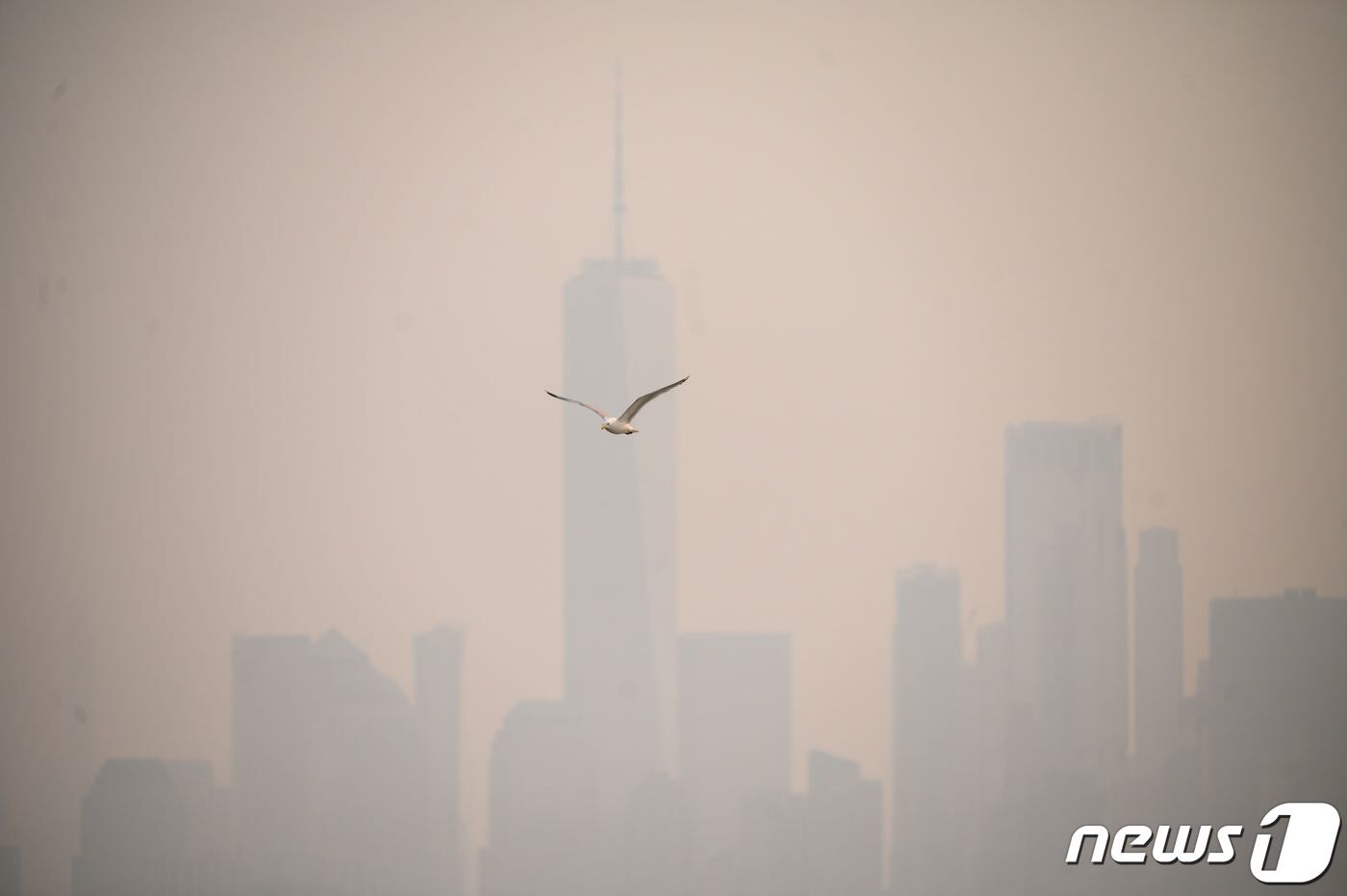 본문 이미지 - 6일 (현지시간) 캐나다에서 발생한 산불의 영향으로 연기로 덮여 뿌옇게 변한미국 뉴욕 맨해튼의 빌딩 사이로 갈매기가 날고 있다. 2023.6.8 ⓒ AFP=뉴스1 ⓒ News1 우동명 기자