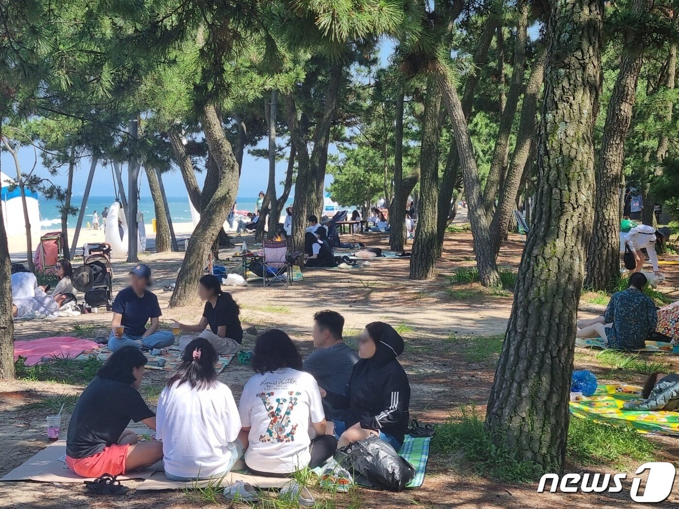 본문 이미지 - 1일 개장한 강원 강릉 경포해수욕장을 방문한 피서객들이 솔밭에서 무더위를 피하고 있다. 이날 개장한 경포해수욕장은 8월 20일까지 운영된다. 2023.7.1/뉴스1 ⓒ News1 윤왕근 기자