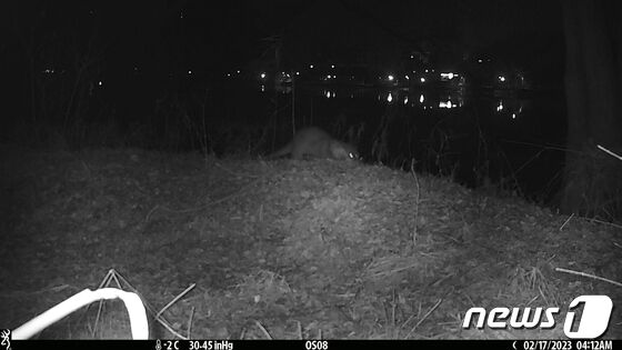 오송호수공원 내 국립생태원이 설치한 모니터링 카메라에 수달이 포착된 모습.(오송수달지킴이 제공).2023.07.01./뉴스1