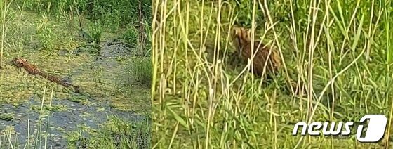 오송호수공원에 출현한 삵 모습.(오송수달지킴이 제공).2023.07.01./뉴스1