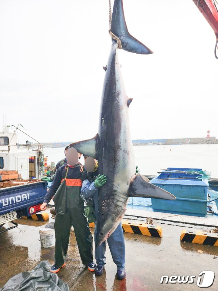 본문 이미지 -  지난 5월 31일 포항시 남구 호미곶면 강사리 앞바다에 쳐놓은 정치망 그물에 걸려 죽은 채 발견된 청상아리.&#40;독자 제공&#41;2023.7.10/뉴스1